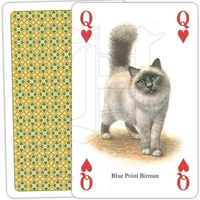 Kortlek - Katter