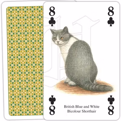 Kortlek - Katter