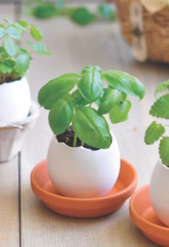 Growing Egg
