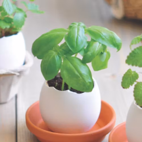 Growing Egg