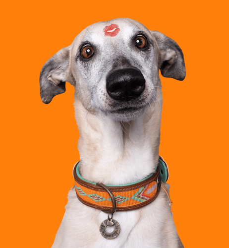 Tiger Lily Orange Dog Collar with Beads - Dog with a Mission