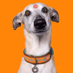 Tiger Lily Orange Dog Collar with Beads - Dog with a Mission