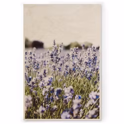 Lavendel