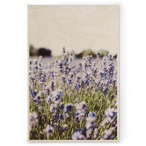 Lavendel