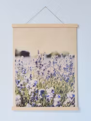 Lavendel