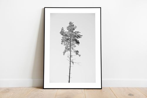 Pine Tree - Poster i svartvitt