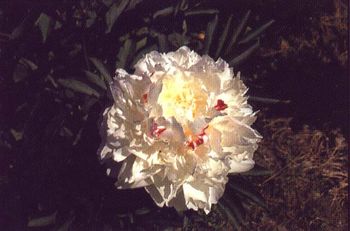 P. lactifl. Couronne
