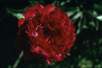 P. lactifl. Philippe Rivoire