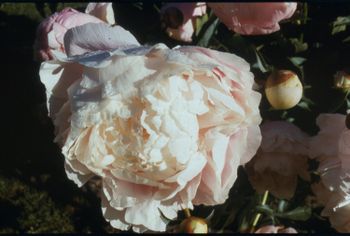 P. lactifl. Mrs F D Roosevelt