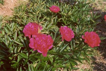 P. lactifl. Kansas