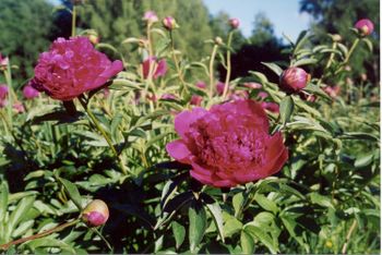 P. lactifl. Felix Crousse