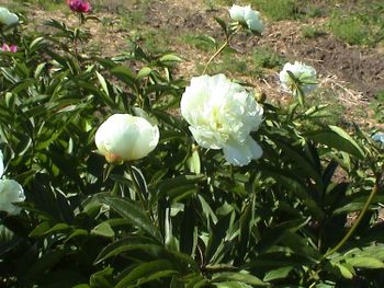 P. lactifl. Duchesse de Nemours