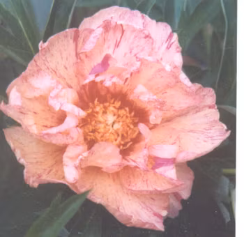 P. Itoh-hybrid. Lollipop