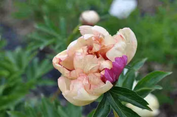 P. Itoh-hybrid. Lollipop