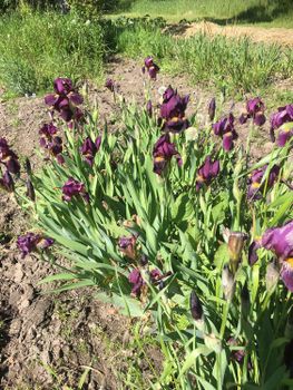 Iris. hyb. (81125) Mörkt blåviolett