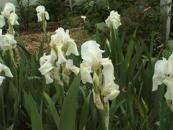 Iris. hyb. (81135) Vit