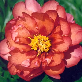 P. Itoh-hybrid. Kopper Kettle