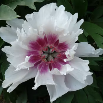 P. Itoh-hybrid. Raggedy Ann