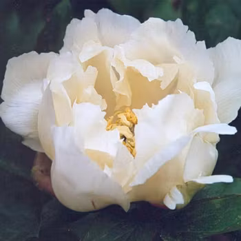 P. Itoh-hybrid. White Emperor
