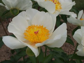 P. wittmanniana