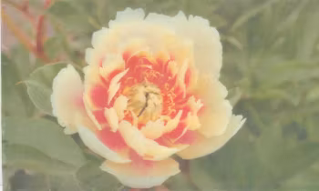 P. Itoh-hybrid. Yellow Heaven