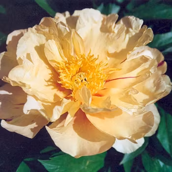 P. Itoh-hybrid. Lemon Dream