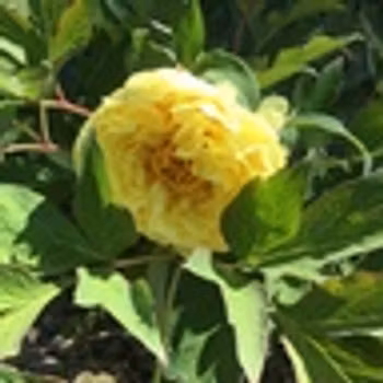 P. lutea-hybr. Alice Harding
