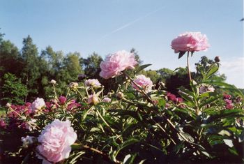 P. lactifl. Sarah Bernhardt
