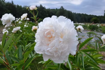 P. lactifl. Madylone