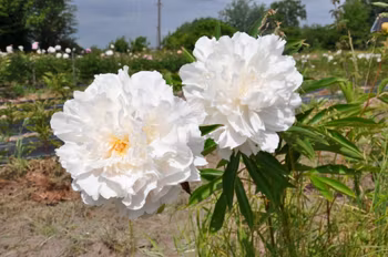 P. lactifl. Madylone