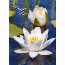 Carpe Diem