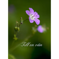 Till en vän
