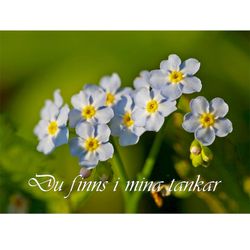 Du finns i mina tankar