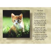 En katt
