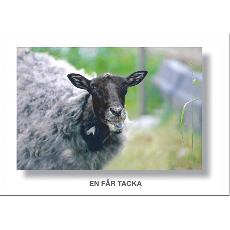 Vykort. Tackkort kort på en fårtacka. Foto: Per Johansson - Joanzon. Kortbutiken säljer detta vykort.