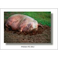 Pigga på dej