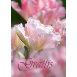 Grattis - Tulpan