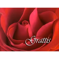 Grattis - röd Ros