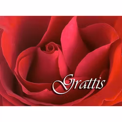 Grattis - röd Ros