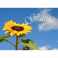 Grattis Solros