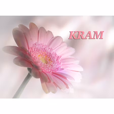 Kram - rosa gerbera