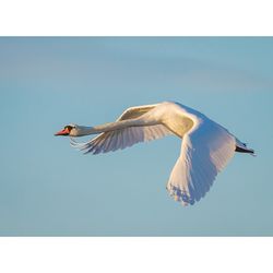 Knölsvan som flyger
