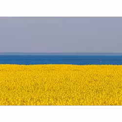 Sveriges färger – Skånskt rapsfält vid havet
