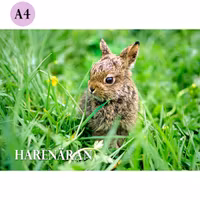 A4 Kort – Harenäran