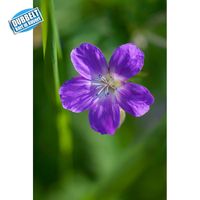 Midsommarblomster
