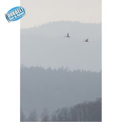 Svanar i dimma