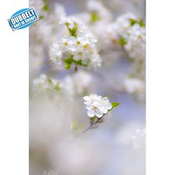 Blommande fruktträd