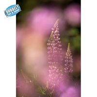 Lupin