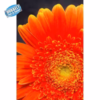 Gerbera