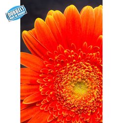 Gerbera